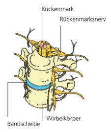 Wirbelkörper Grafik