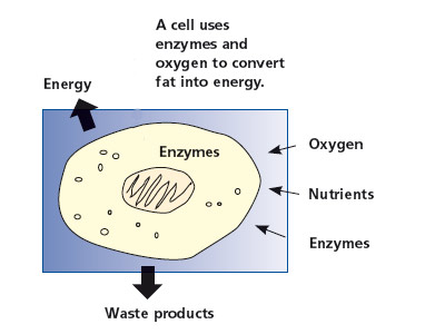 Cell