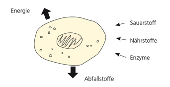 Funktion der Zelle